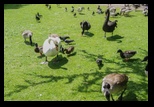 Kent - Leeds Castle -05-06-2014 - Bogdan Balaban